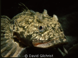 'Four horned' Arctic Sculpin, Resolute Bay, Canada's High... by David Gilchrist 